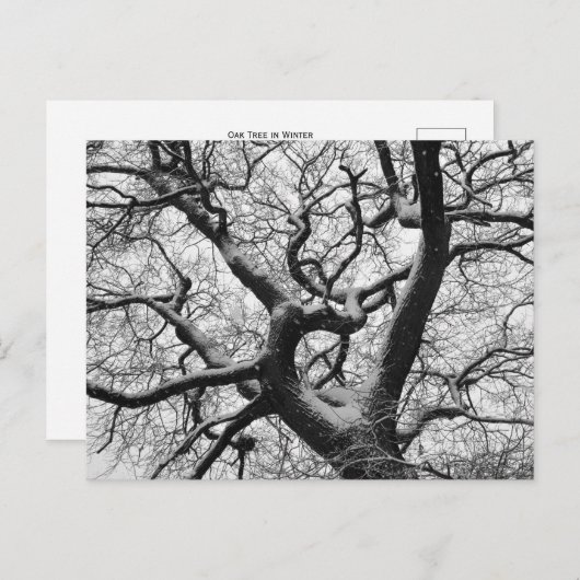 Eichenbaum im Winter Postkarte (Vorne/Hinten)
