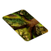 Eichenbaum Magnet (Rechte Seite)