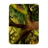 Eichenbaum Magnet (Vertikal)