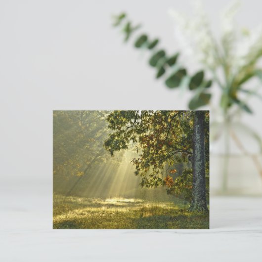 Eichenbaum mit Morgensonnenbaden Postkarte (Stehend Vorderseite)