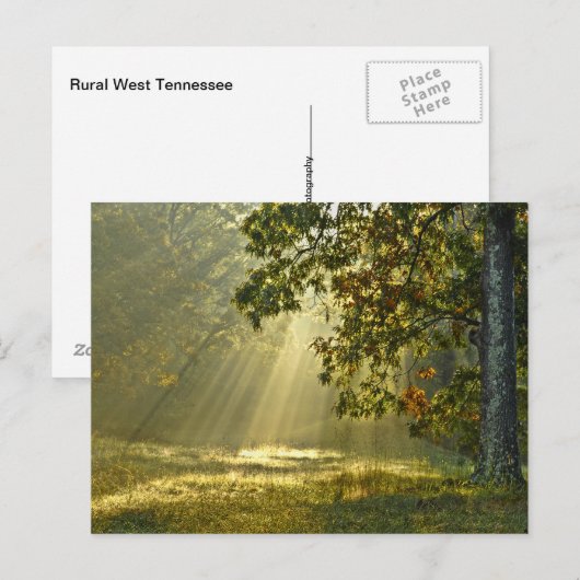 Eichenbaum mit Morgensonnenbaden Postkarte (Vorne/Hinten)