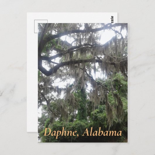 Eichenbaum mit Moschus in Daphne, Alabama Postkarte (Vorne/Hinten)