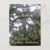 Eichenbaum mit Moschus in Daphne, Alabama Postkarte (Vorderseite)