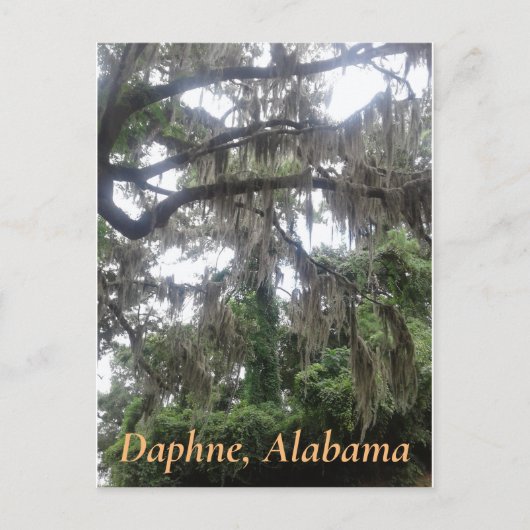 Eichenbaum mit Moschus in Daphne, Alabama Postkarte (Vorderseite)