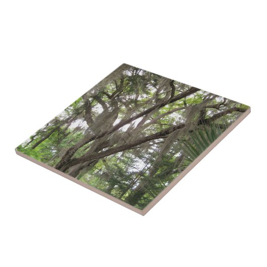 Eichenbaum mit spanischem Moos in den Ästen Fliese (Seite)