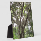 Eichenbaum mit spanischem Moos in den Ästen Fotoplatte (Seite)