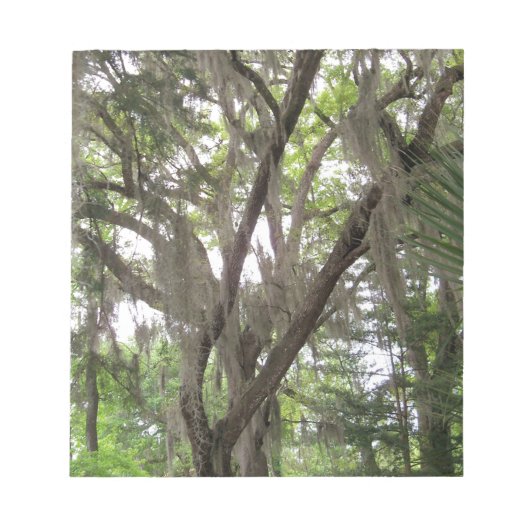 Eichenbaum mit spanischem Moos in den Ästen Notizblock (Vorderseite)