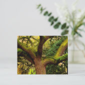 Eichenbaum Postkarte (Stehend Vorderseite)