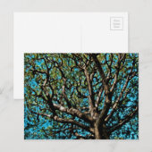 Eichenbaum Postkarte (Vorne/Hinten)