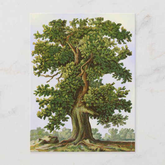 Eichenbaum-Postkarte im Vintage-Stil Postkarte (Vorderseite)