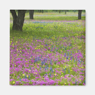 Eichenbäume mit Feld Phlox, Blaue Bonnets Magnet