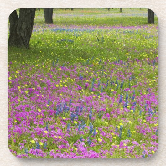 Eichenbäume mit Feld Phlox, Blauer Bonnets Untersetzer (Vorderseite)