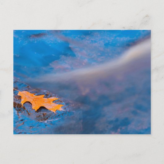 Eichenblatt auf Felsen am Rosseau-Fluss Postkarte (Vorderseite)