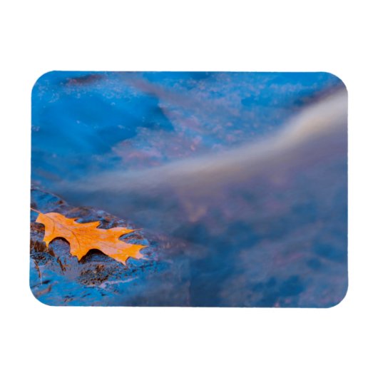 Eichenblatt auf Felsen im Rosseau River Magnet (Horizontal)