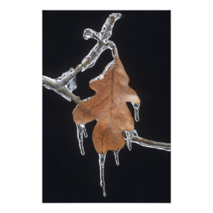 Eichenblatt mit Eiszapfen nach Eissturm ; Fotodruck