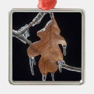 Eichenblatt mit Eiszapfen nach Eissturm ; Ornament Aus Metall