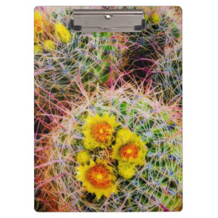 Eichenkaktus nah, Kalifornien Klemmbrett