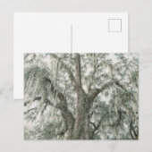 Eichenkathedrale | Lebenseiche | Postkarte (Vorne/Hinten)