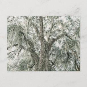 Eichenkathedrale   Lebenseiche   Postkarte