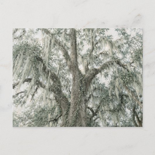 Eichenkathedrale | Lebenseiche | Postkarte (Vorderseite)