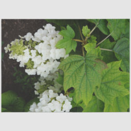 Eichenlaub-Hortensie Seidenpapier