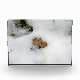 Eichenleaf liegt im Schnee Holiday Card Poster Fotoblock