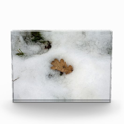 Eichenleaf liegt im Schnee Holiday Card Poster Fotoblock (Vorderseite)
