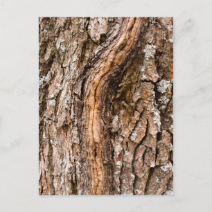 Eichenrinde Postkarte