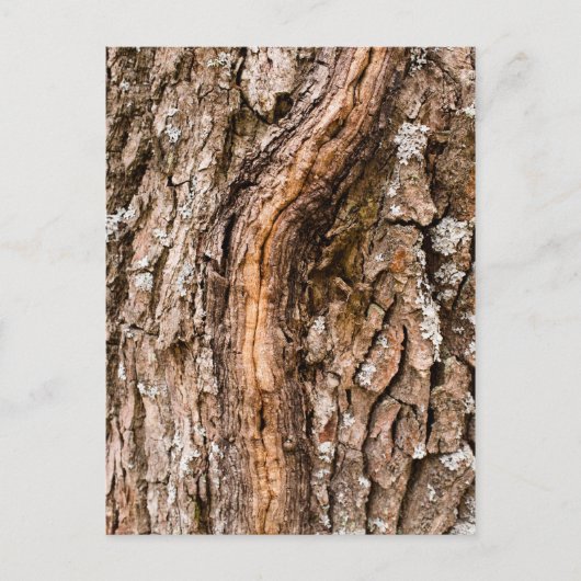 Eichenrinde Postkarte (Vorderseite)