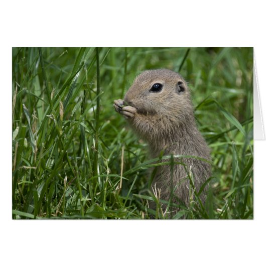 Eichhörnchen (Vorderseite (Horizontal))