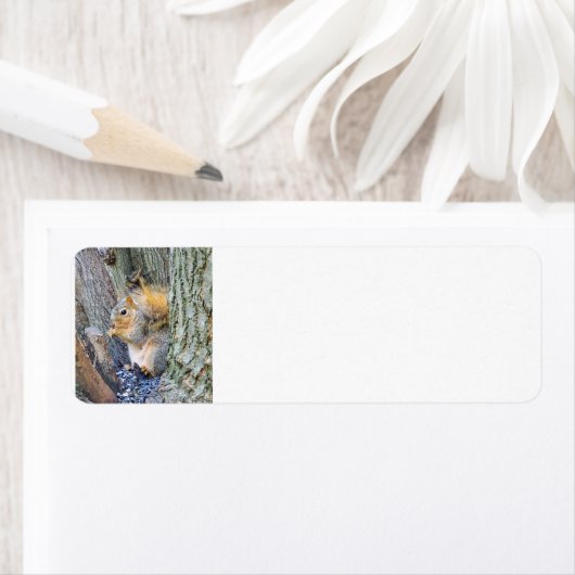 Eichhörnchen (Insitu)