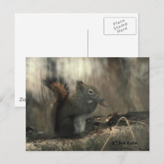 Eichhörnchen 01 postkarte (Vorne/Hinten)