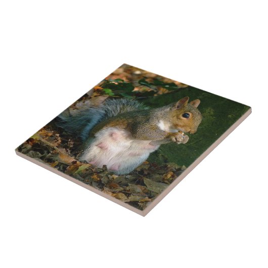 Eichhörnchen 02 fliese (Seite)