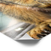Eichhörnchen 1 fotodruck (Ecke)