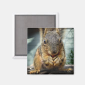 Eichhörnchen 1 magnet (Vorderseite/Rückseite)