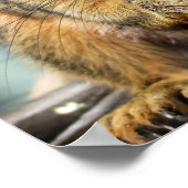 Eichhörnchen 1 poster (Ecke)