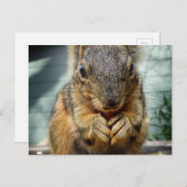 Eichhörnchen 1 postkarte (Vorne/Hinten)