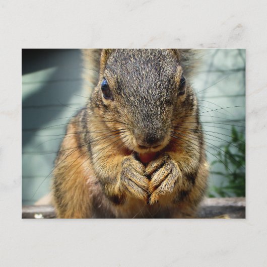Eichhörnchen 1 postkarte (Vorderseite)