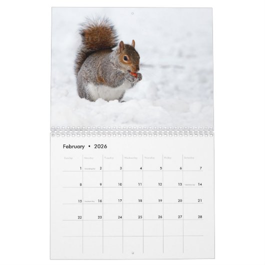 Eichhörnchen 2016 - Kalender (Feb 2026)