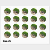 Eichhörnchen #3 Stickers (Blatt)