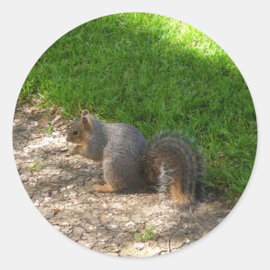 Eichhörnchen #3 Stickers (Vorderseite)
