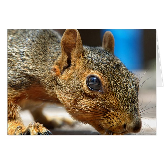 Eichhörnchen Abendessen (Vorderseite (Horizontal))