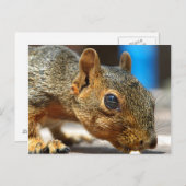 Eichhörnchen Abendessen Postkarte (Vorne/Hinten)