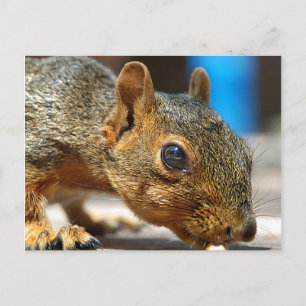 Eichhörnchen Abendessen Postkarte