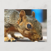 Eichhörnchen Abendessen Postkarte (Vorderseite)