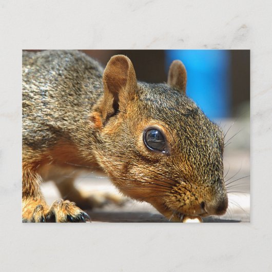 Eichhörnchen Abendessen Postkarte (Vorderseite)