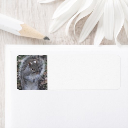 Eichhörnchen-Adressetiketten (Insitu)