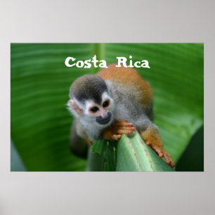 Eichhörnchen-Affe Costa Rica Poster