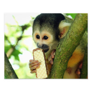 Eichhörnchen Affe isst einen Wafer Biscuit Fotodruck