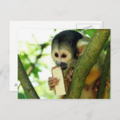Eichhörnchen Affe isst einen Wafer Biscuit Postkarte (Vorne/Hinten)
